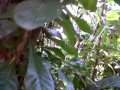 PassionMagz.com - aun Maja Untuk Obat Demam http://www.youtube.com/watch?v=0mpAN8HTMZA
