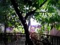 PassionMagz.com - Khasiat daun sirsak http://www.youtube.com/watch?v=9oD6grYJcb0