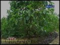 PassionMagz.com - Manfaat buah mengkudu http://www.youtube.com/watch?v=gYiysIFnopI